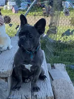 Blue Boy, a male French Bulldog for sale in Virginia, MN – 2 of 4