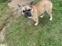 Schooby Doo, a male French Bulldog for sale in Virginia, MN – 2 of 3