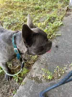 Maverick, a male French Bulldog for sale in Virginia, MN – 4 of 9