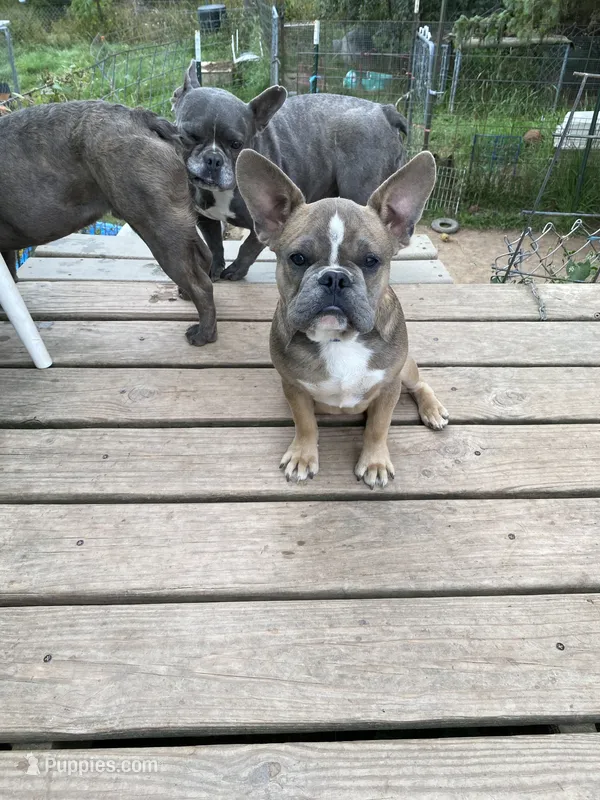 Kristy – French Bulldog puppy for sale in Virginia, MN
