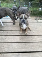 Kristy, a female French Bulldog for sale in Virginia, MN – 1 of 4