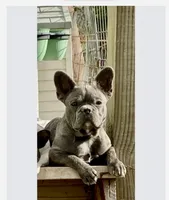 Blue Boy, a male French Bulldog for sale in Virginia, MN – 3 of 4