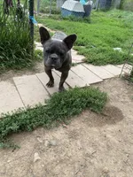 Maverick, a male French Bulldog for sale in Virginia, MN – 5 of 9