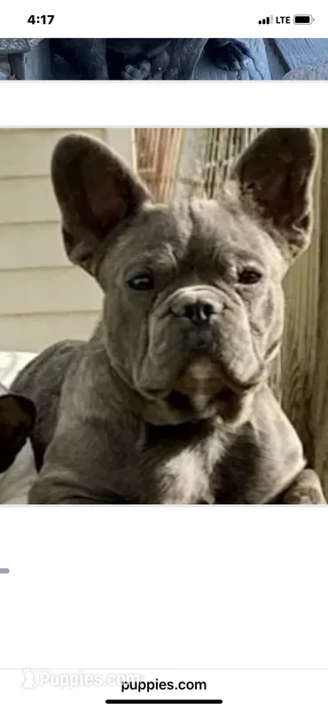 Maverick – French Bulldog puppy for sale in Virginia, MN