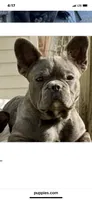 Maverick, a male French Bulldog for sale in Virginia, MN – 1 of 3
