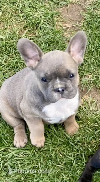 Whiteneck – French Bulldog puppy for sale in Virginia, MN