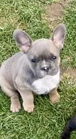 Whiteneck, a male French Bulldog for sale in Virginia, MN – 1 of 1