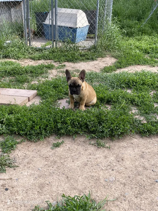 Skooby Do – French Bulldog puppy for sale in Virginia, MN