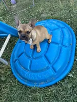 Dolly, a female French Bulldog for sale in Virginia, MN – 3 of 5