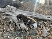 Comet, a male Dachshund for sale in Dillon, MT – Photo 3 of 3