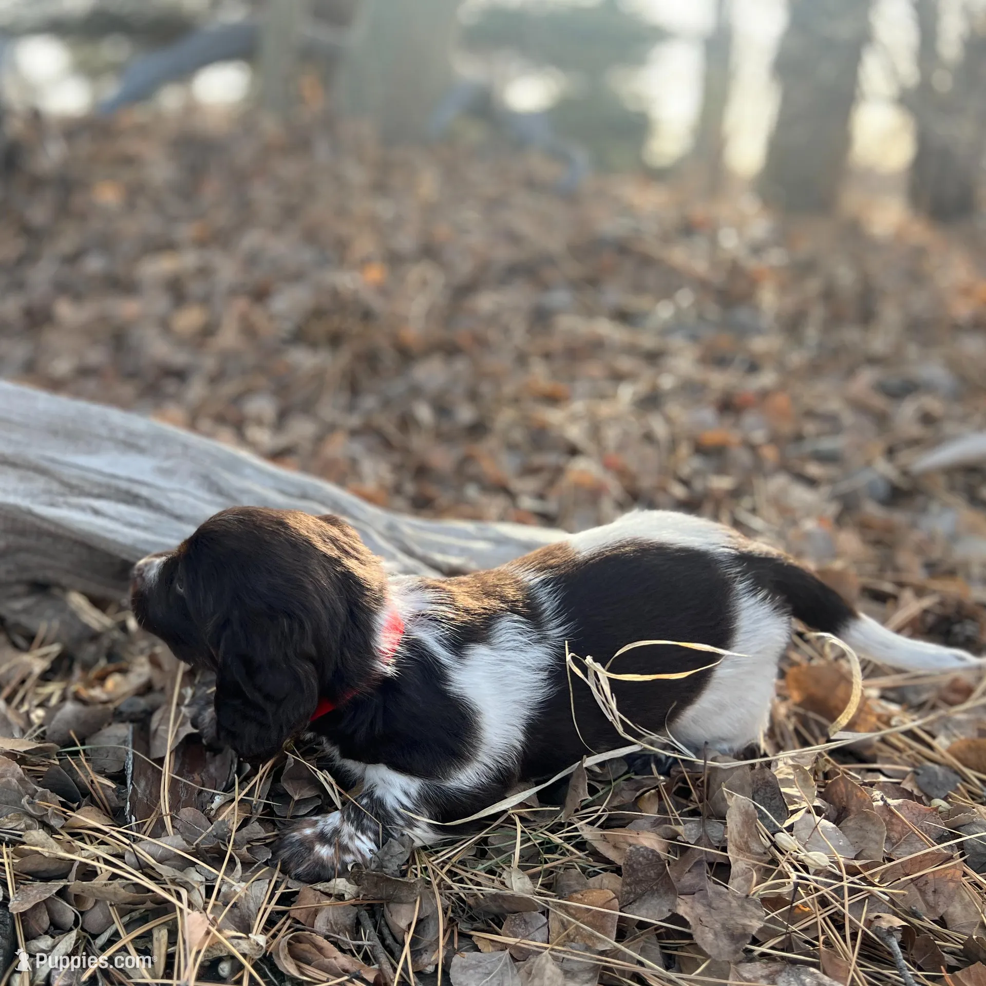 Dasher, a male Dachshund for sale in Dillon, MT – Photo 3 of 3