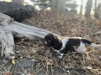 Dasher, a male Dachshund for sale in Dillon, MT – Photo 2 of 3