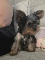 Muffin, a female Yorkshire Terrier for sale in Lawrenceville, GA – 3 of 3