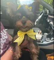 Muffin, a female Yorkshire Terrier for sale in Lawrenceville, GA – 2 of 3
