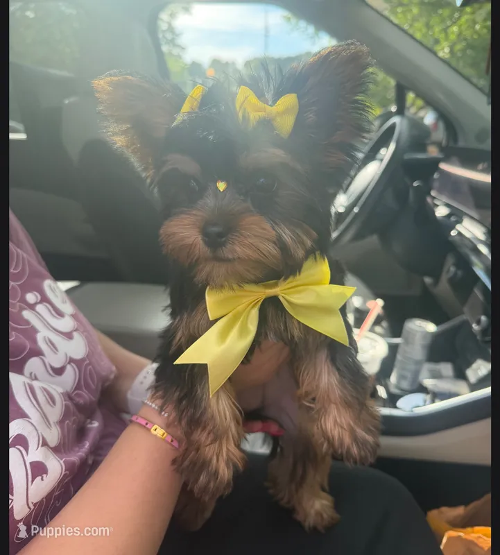 Muffin – Yorkshire Terrier puppy for sale in Lawrenceville, GA
