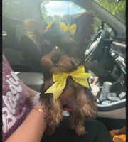 Muffin, a female Yorkshire Terrier for sale in Lawrenceville, GA – 1 of 3