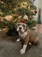 Daisy, a female American Bully for sale in Hayward, CA – 7 of 9