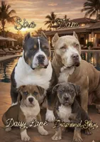Daisy, a female American Bully for sale in Hayward, CA – 3 of 9