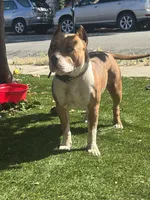 Daisy, a female American Bully for sale in Hayward, CA – 9 of 9