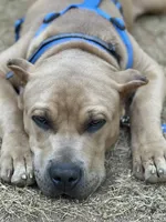 Kano, a male American Bully for sale in Hayward, CA – 2 of 4