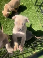 Papa, a male American Bully for sale in Hayward, CA – 2 of 3