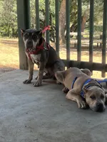 Kano, a male American Bully for sale in Hayward, CA – 4 of 4