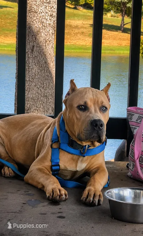 Kano – American Bully puppy for sale in Hayward, CA
