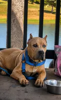 Kano, a male American Bully for sale in Hayward, CA – 1 of 4