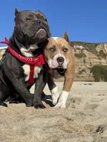 Daisy, a female American Bully for sale in Hayward, CA – 8 of 9