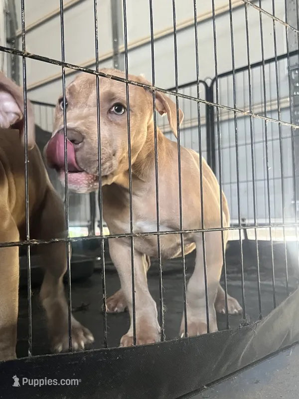 Odin – American Bully puppy for sale in Hayward, CA