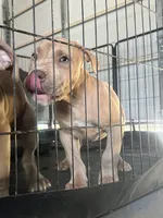 Odin, a male American Bully for sale in Hayward, CA – 1 of 2