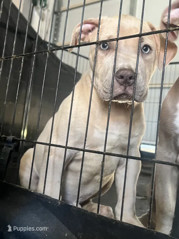 Papa – American Bully puppy for sale in Hayward, CA