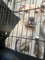 Papa, a male American Bully for sale in Hayward, CA – 1 of 3