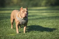 Daisy, a female American Bully for sale in Hayward, CA – 2 of 9