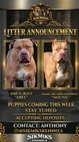 Papa, a male American Bully for sale in Hayward, CA – 3 of 3