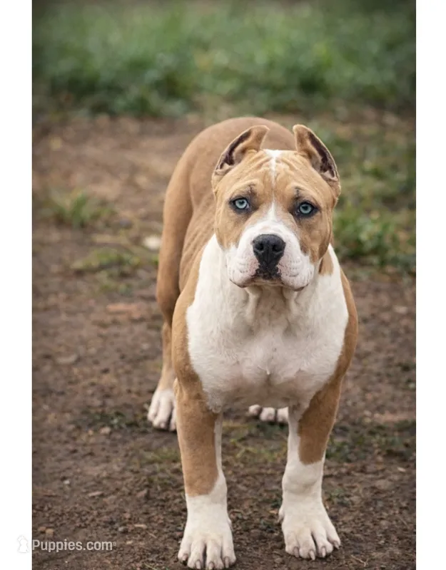 Daisy – American Bully puppy for sale in Hayward, CA