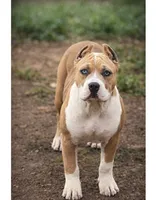 Daisy, a female American Bully for sale in Hayward, CA – 1 of 9