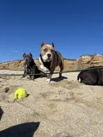 Daisy, a female American Bully for sale in Hayward, CA – 5 of 9