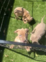 Odin, a male American Bully for sale in Hayward, CA – 2 of 2