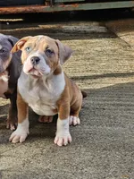 Daisy, a female American Bully for sale in Hayward, CA – 4 of 9