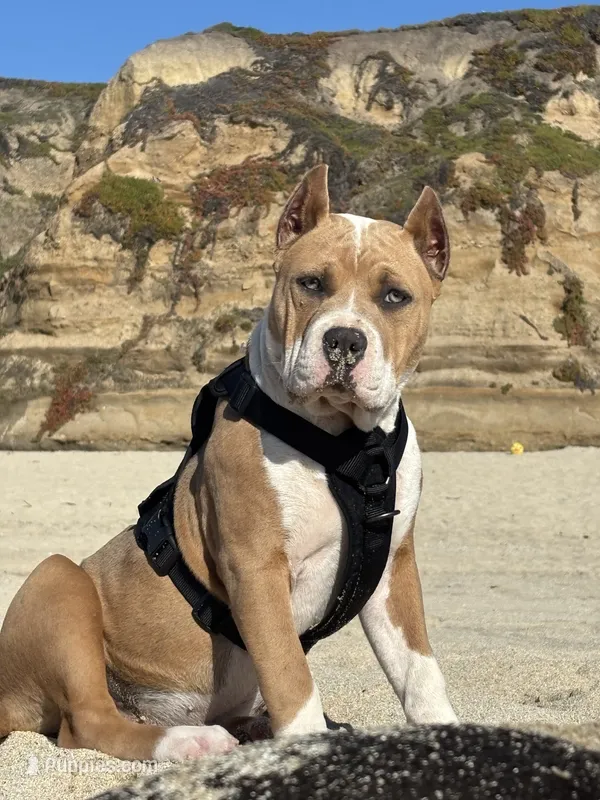 Daisy – American Bully puppy for sale in Hayward, CA