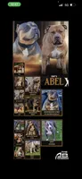 Kano, a male American Bully for sale in Hayward, CA – 3 of 4