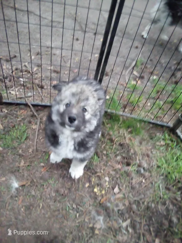 Agouti , a male Siberian Husky for sale in Florence, SC – Photo 1 of 4