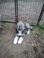 Agouti , a male Siberian Husky for sale in Florence, SC – Photo 2 of 4