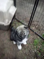 Agouti , a male Siberian Husky for sale in Florence, SC – Photo 4 of 4