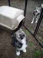 Agouti , a male Siberian Husky for sale in Florence, SC – Photo 3 of 4