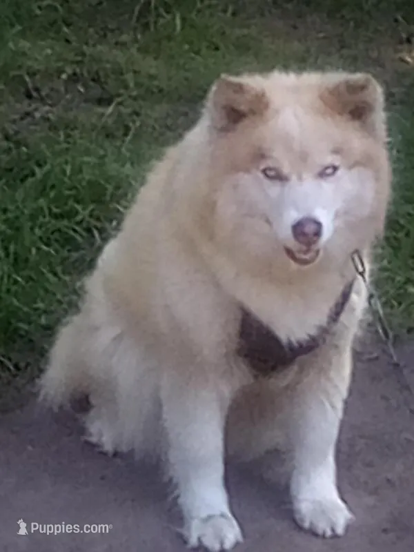 Catherina – Siberian Husky puppy for sale in Florence, SC