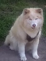 Catherina, a female Siberian Husky for sale in Florence, SC – 1 of 2