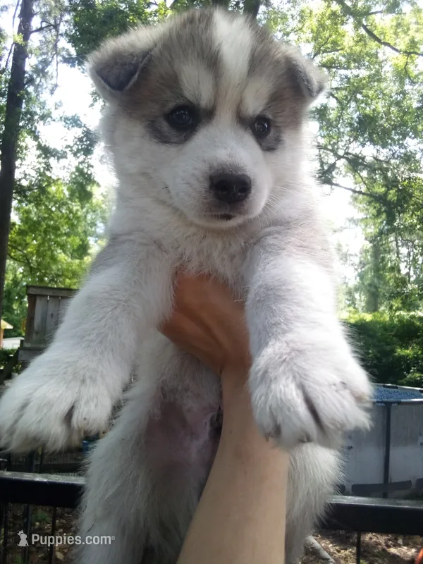 SIBERIAN 2 – Siberian Husky puppy for sale in Florence, SC