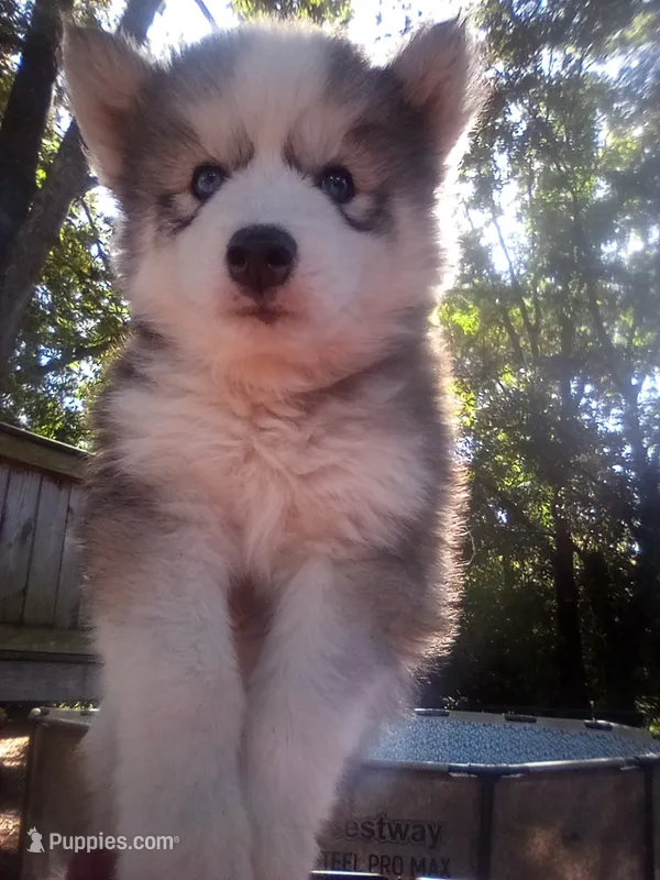 SIBERIAN 2 – Siberian Husky puppy for sale in Florence, SC